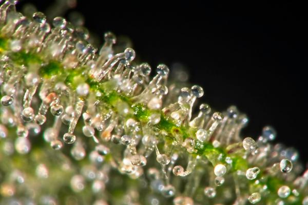 Partes de una hoja y sus funciones - Tricomas