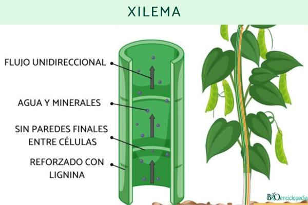 Partes de una hoja y sus funciones - Xilema