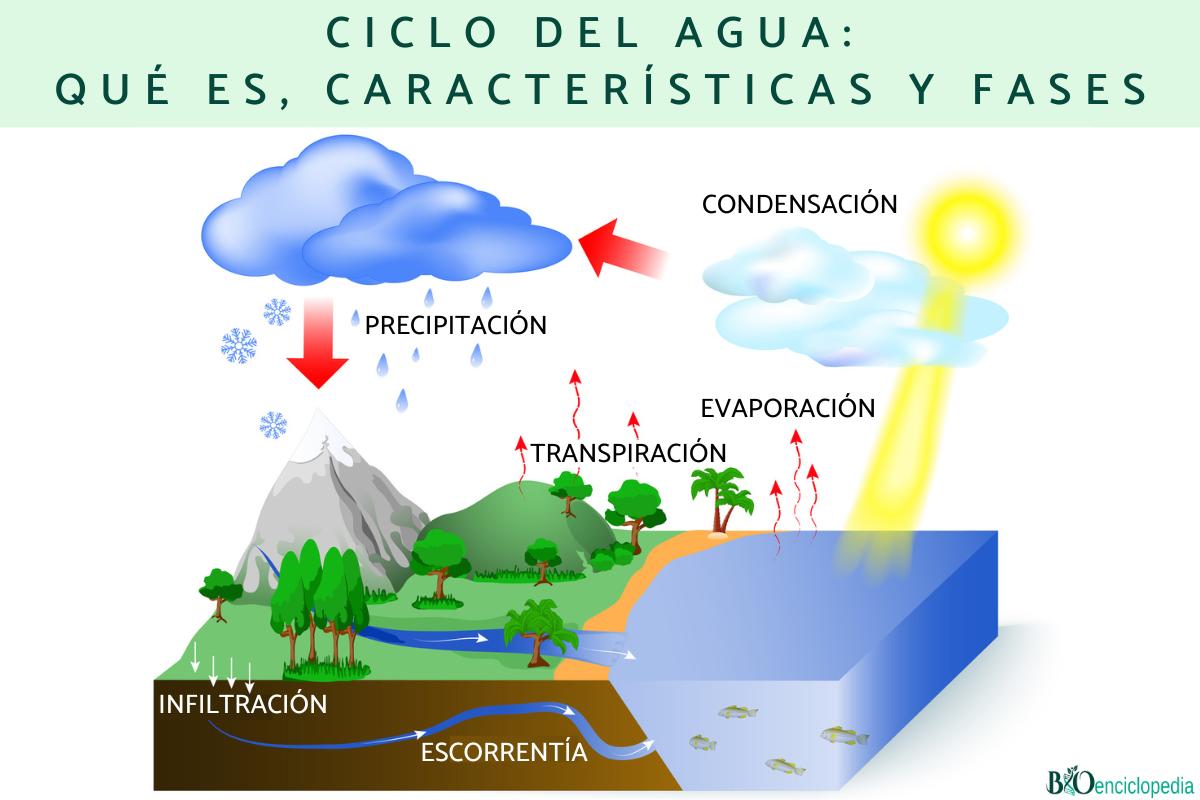 Ciclo del agua: qué es, características y fases