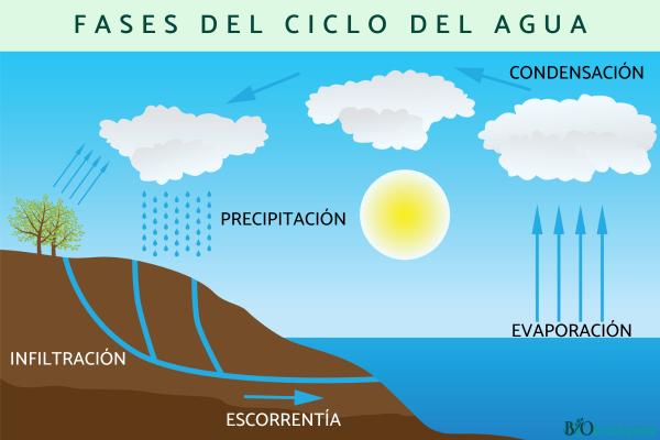 Ciclo del agua: qué es, características y fases - Fases del ciclo del agua 