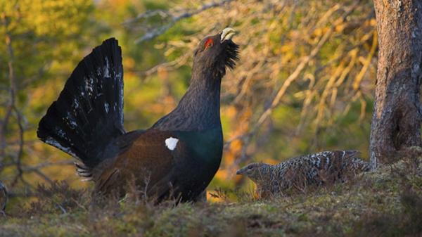 Solo quedan 209 urogallos cantábricos: así lucha León por salvar a su ave más emblemática - El urogallo, un símbolo vivo de los bosques de León