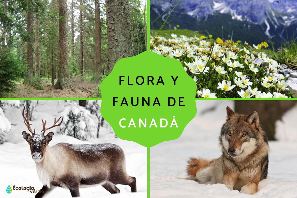 Flora y fauna de Canadá