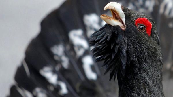 Solo quedan 209 urogallos cantábricos: así lucha León por salvar a su ave más emblemática - La población del urogallo sube por primera vez en años, pero la especie sigue al borde de la extinción