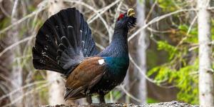 Solo quedan 209 urogallos cantábricos: así lucha León por salvar a su ave más emblemática