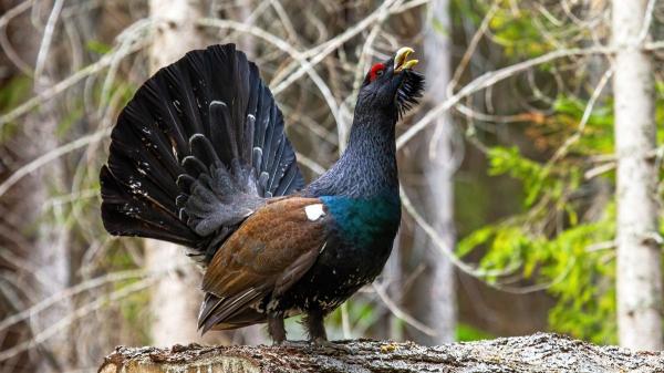 Solo quedan 209 urogallos cantábricos: así lucha León por salvar a su ave más emblemática