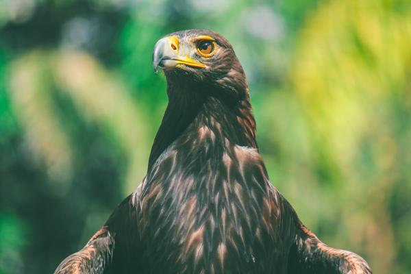 Nombres de animales en náhuatl - Águila - Cuauhtli