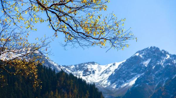 Preocupación entre los científicos: el Himalaya se está llenando de árboles y no es una buena noticia - El cambio podría afectar al agua de millones de personas