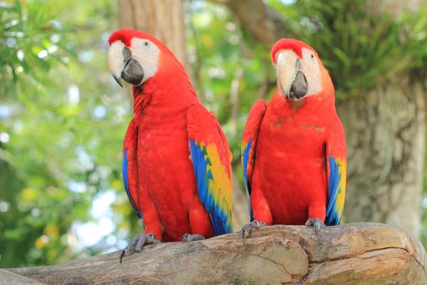 Nombres de animales en náhuatl - Guacamaya - Alotl