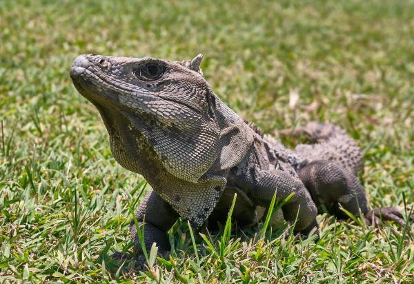 Nombres de animales en náhuatl - Iguana - Cuauhcuetzpalin