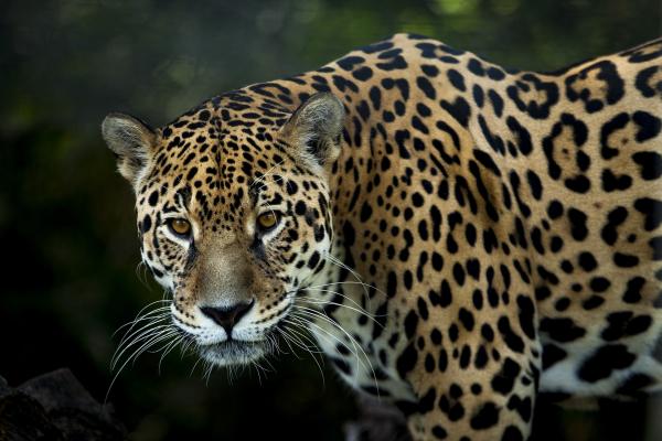 Nombres de animales en náhuatl - Jaguar - Ocelotl