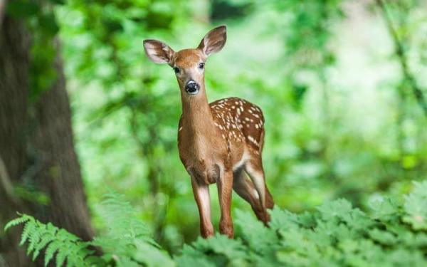 Nombres de animales en náhuatl