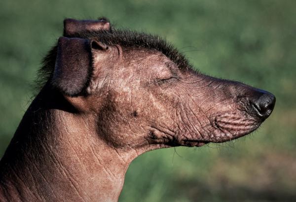 Nombres de animales en náhuatl - Perro Xoloitzcuintle o xoloitzcuintli