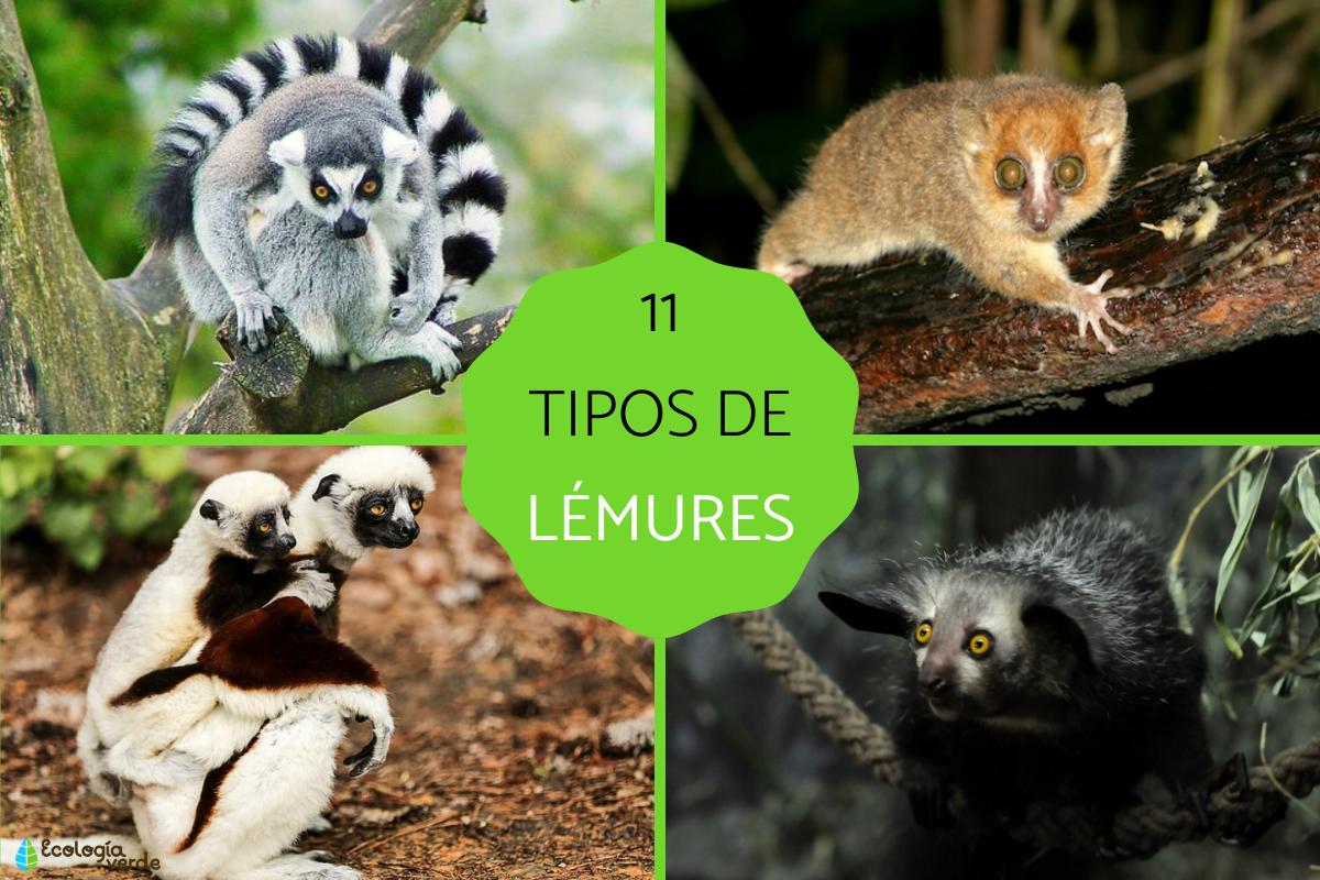 Tipos de lémur