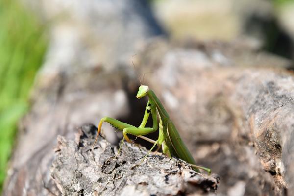 Mantis religiosa - Amenazas y conservación de la mantis religiosa