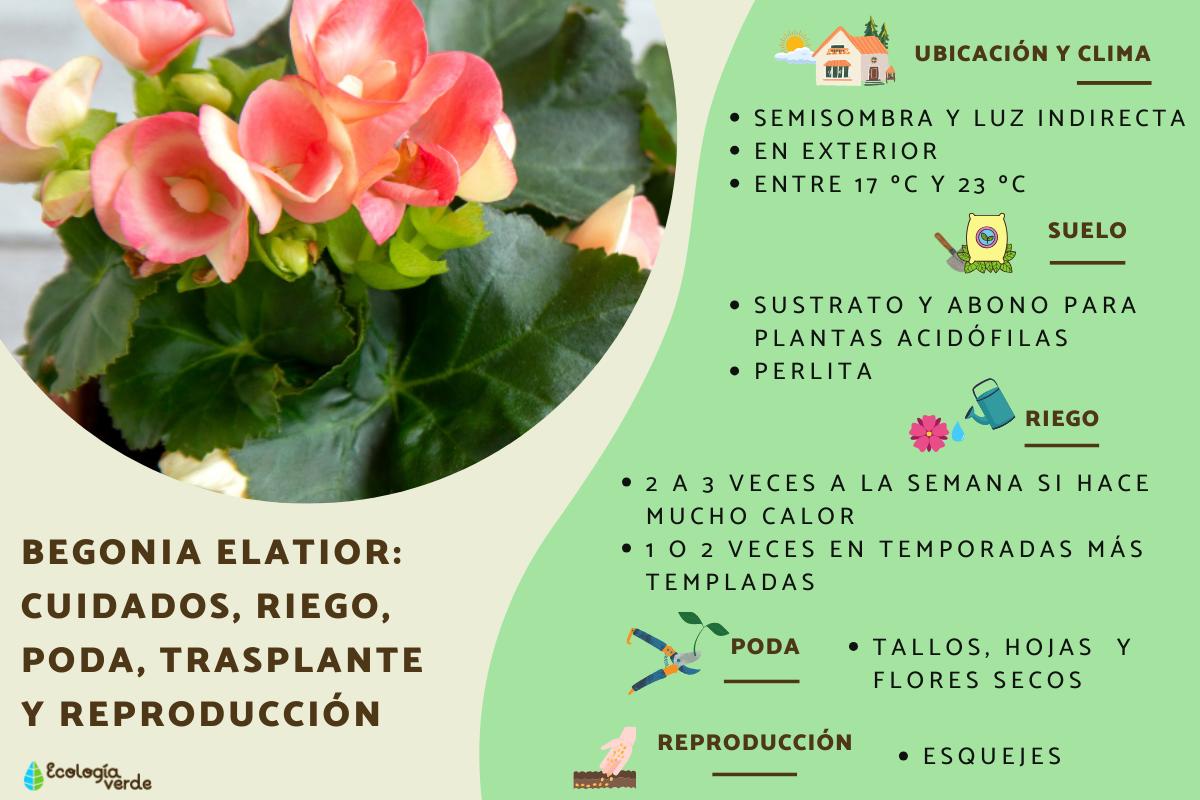 Begonia elatior: cuidados, riego, poda, trasplante y reproducción