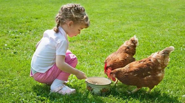 Consejos para tener gallinas en el jardín