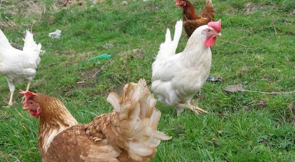 Consejos para tener gallinas en el jardín - Las gallinas y el gallo 