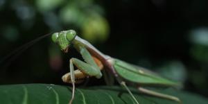 Mantis religiosa