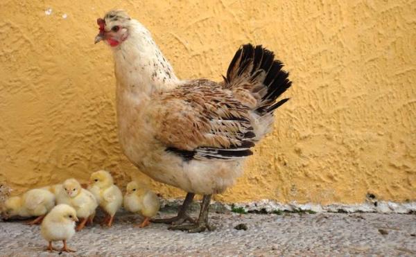 Consejos para tener gallinas en el jardín - Otros cuidados importantes 