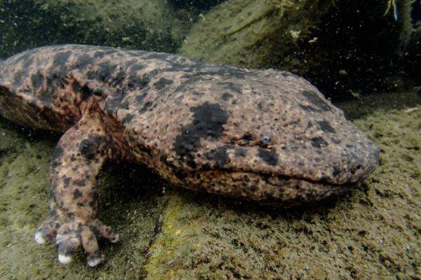 Salamandra gigante china - Comportamiento de la salamandra gigante china