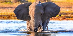 De 11 explotaciones ganaderas a una reserva de 27.000 hectáreas: el proyecto que logró devolver elefantes, rinocerontes y grandes depredadores a Sudáfrica