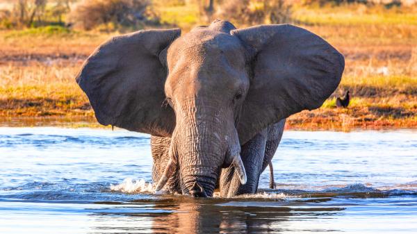 De 11 explotaciones ganaderas a una reserva de 27.000 hectáreas: el proyecto que logró devolver elefantes, rinocerontes y grandes depredadores a Sudáfrica