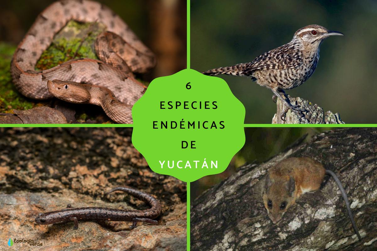 Especies endémicas de Yucatán