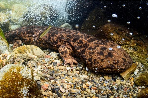 Salamandra gigante china - ¿La salamandra gigante china está en peligro de extinción?