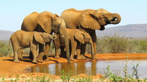 De 11 explotaciones ganaderas a una reserva de 27.000 hectáreas: el proyecto que logró devolver elefantes, rinocerontes y grandes depredadores a Sudáfrica - Los elefantes regresaron en 2017 tras unos 150 años de ausencia