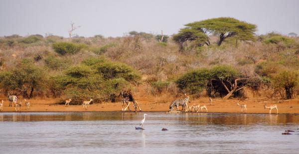 De 11 explotaciones ganaderas a una reserva de 27.000 hectáreas: el proyecto que logró devolver elefantes, rinocerontes y grandes depredadores a Sudáfrica - Primero tuvieron que recuperar un paisaje muy degradado