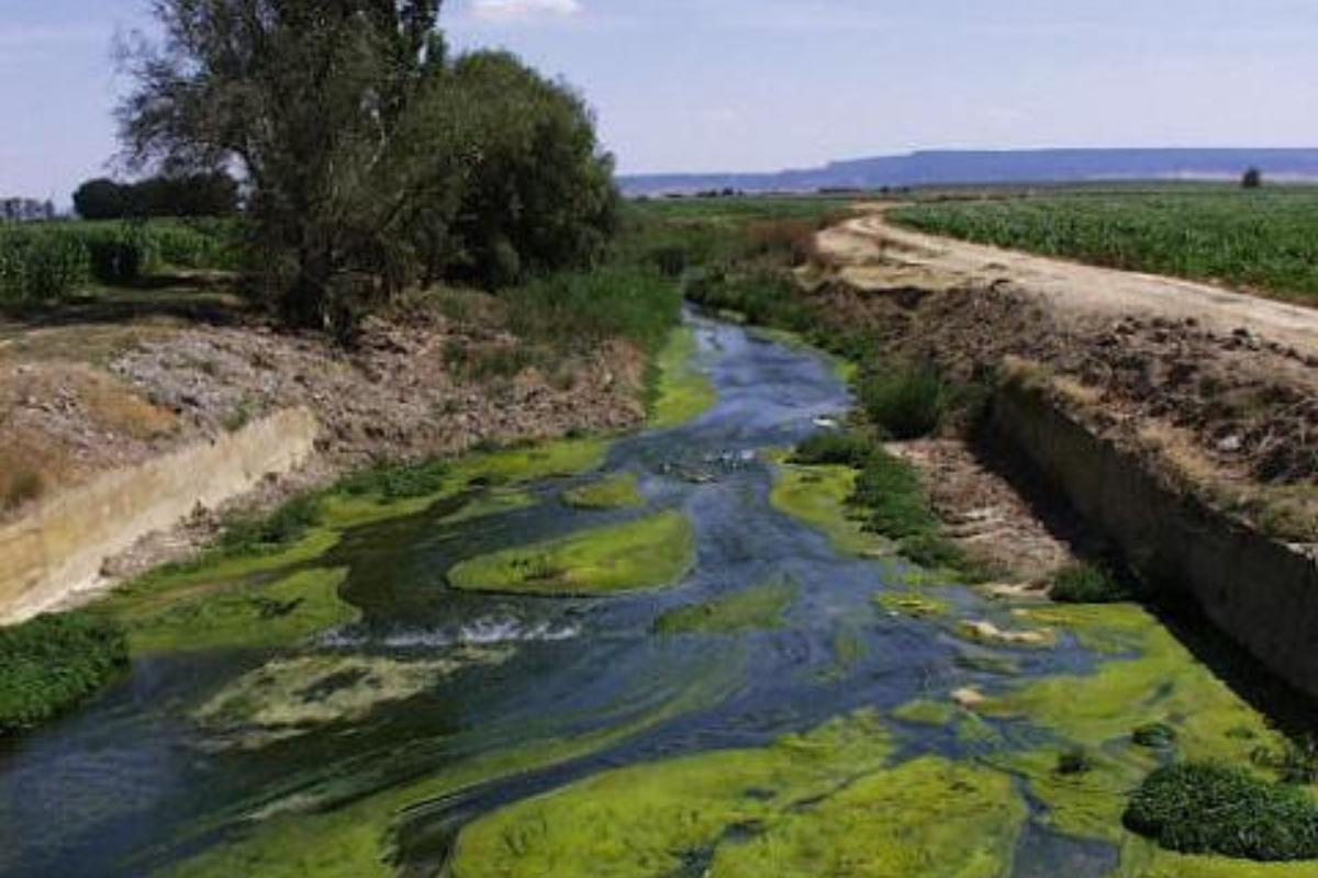 Qué es la eutrofización: definición y características