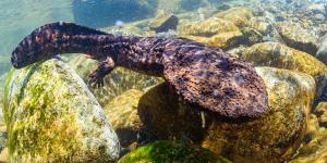 Salamandra gigante china