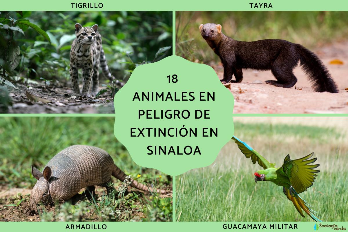 Animales en peligro de extinción en Sinaloa