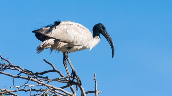 Italia autoriza la caza de un ave invasora y pone en peligro al ibis eremita, una especie amenazada que se recupera en España - Cómo distinguir al ibis eremita del ibis sagrado africano