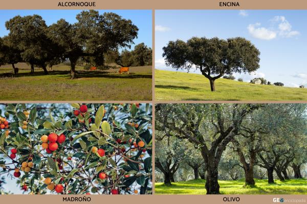 Río Ter - Flora y fauna del río Ter