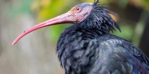 Italia autoriza la caza de un ave invasora y pone en peligro al ibis eremita, una especie amenazada que se recupera en España