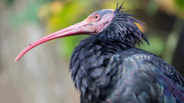 Italia autoriza la caza de un ave invasora y pone en peligro al ibis eremita, una especie amenazada que se recupera en España