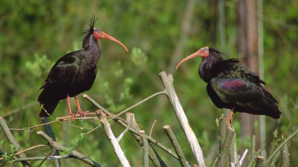 Italia autoriza la caza de un ave invasora y pone en peligro al ibis eremita, una especie amenazada que se recupera en España - Por qué el ibis eremita estuvo al borde de la extinción