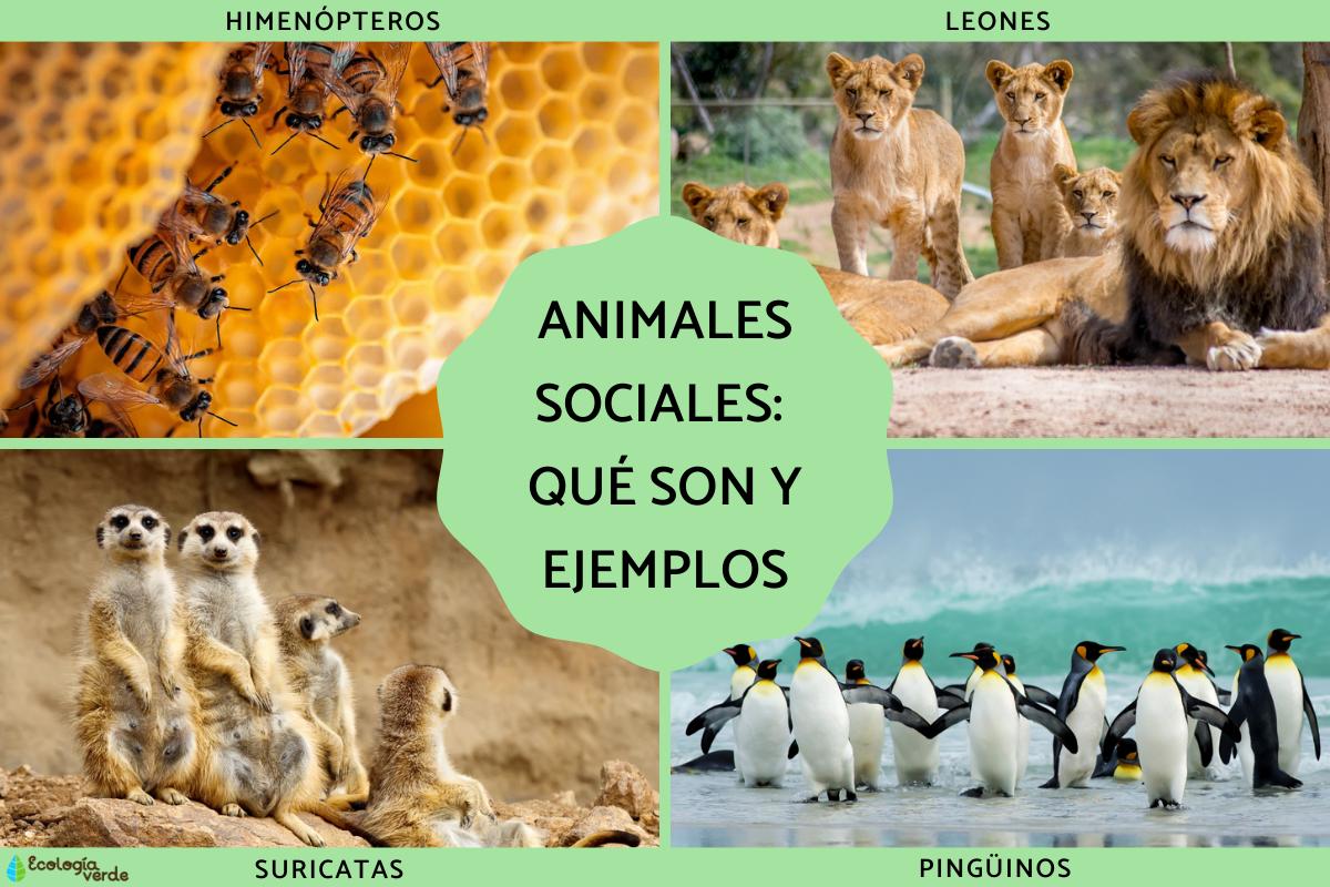 Animales sociales: qué son y ejemplos