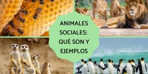 Animales sociales: qué son y ejemplos