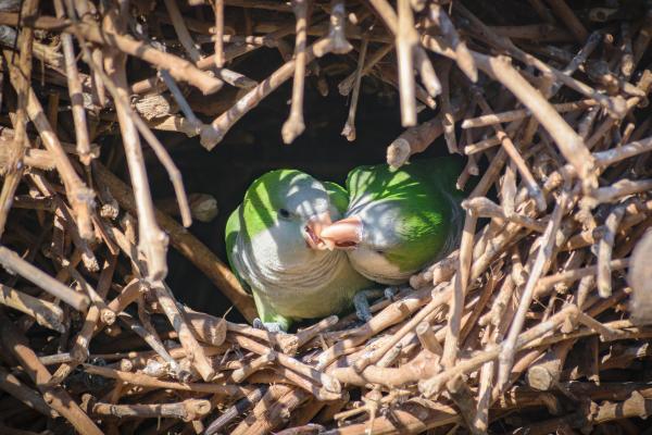 Animales sociales: qué son y ejemplos - Cotorras