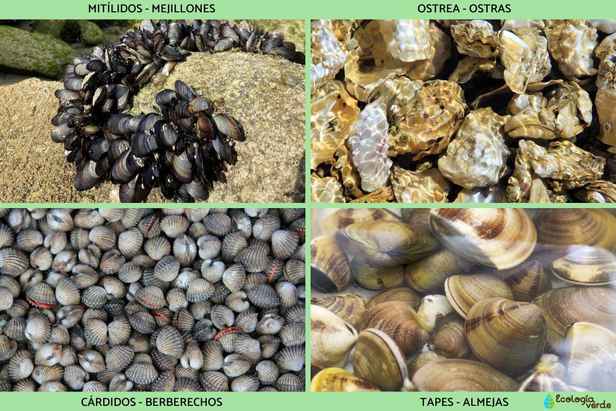 Bivalvos qué son, características y ejemplos Resumen