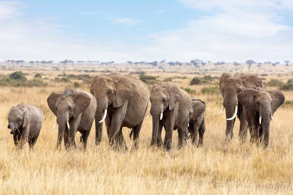 Animales sociales: qué son y ejemplos - Elefantes