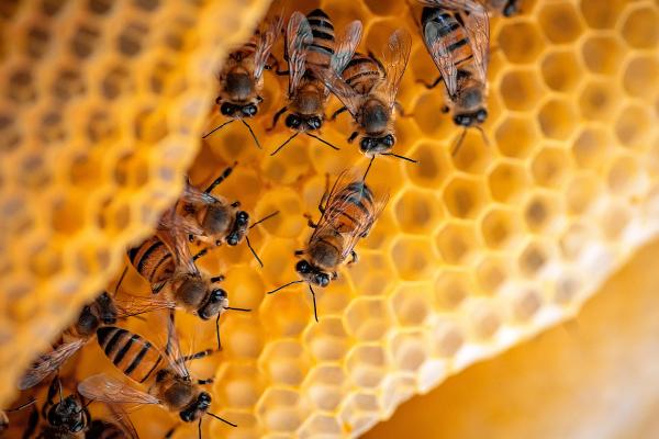 Animales sociales: qué son y ejemplos - Himenópteros