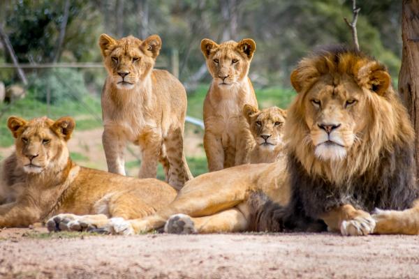 Animales sociales: qué son y ejemplos - Leones