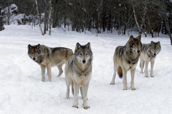 Animales sociales: qué son y ejemplos - Lobos