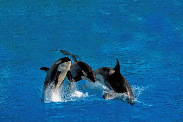 Animales sociales: qué son y ejemplos - Orcas