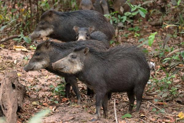 Animales sociales: qué son y ejemplos - Pecaríes