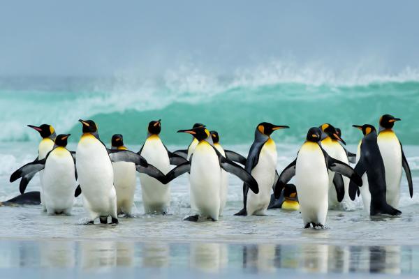 Animales sociales: qué son y ejemplos - Pingüinos