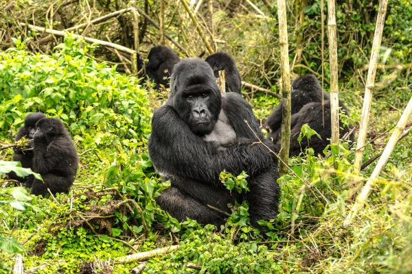 Animales sociales: qué son y ejemplos - Primates